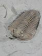 Bargain Flexicalymene Trilobite From Ohio #26736-3